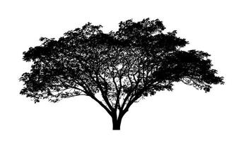 silhouette d'arbre pour pinceau sur fond blanc photo