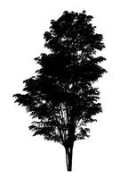 silhouette d'arbre pour pinceau sur fond blanc photo