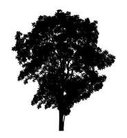 silhouette d'arbre pour pinceau sur fond blanc photo