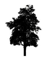 silhouette d'arbre pour pinceau sur fond blanc photo