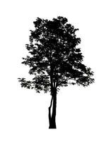 silhouette d'arbre pour pinceau sur fond blanc photo