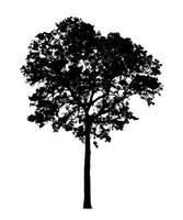 silhouette d'arbre pour pinceau sur fond blanc photo