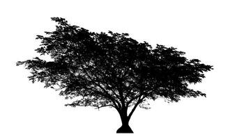 silhouette d'arbre pour pinceau sur fond blanc photo