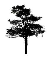 silhouette d'arbre pour pinceau sur fond blanc photo