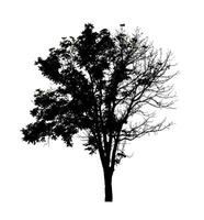 silhouette d'arbre pour pinceau sur fond blanc photo