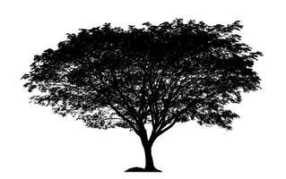 silhouette d'arbre pour pinceau sur fond blanc photo