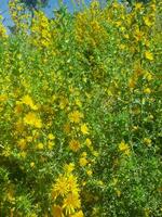 le chardon fleurs une la source de beauté photo