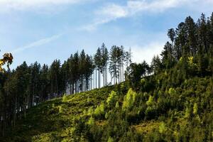 forêt paysage avec grand des arbres, vibrant feuillage, lumière du soleil, et une paisible atmosphère. nature, les bois, verdure, randonnée, Extérieur, aventure, Naturel beauté, paysage, scénique vues. photo