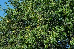 un Pomme arbre avec beaucoup pommes sur il photo