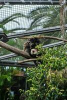 deux animaux sont en train de dormir dans une arbre branche photo