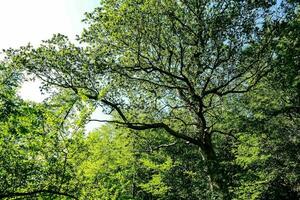 des arbres dans le les bois avec vert feuilles photo