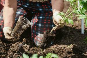 plantation tomate semis avec le mains de une prudent agriculteur dans leur jardin photo