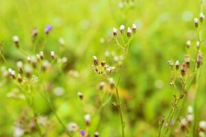 fleur fleur parmi herbe photo