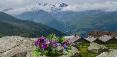 Saint Martin,Alpage de la vieille,valais,suisse photo