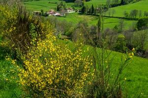 Saint bonnet le Coutreau, Forez, Loire, France photo