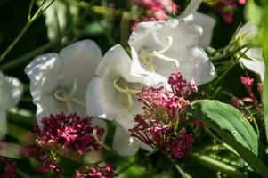 fleurs dans chartreuse photo