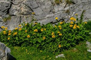 Doronique, dans Ceillac photo