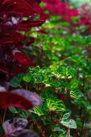 vert et violet iresine herbstii est une espèce de floraison plante dans le amarante famille, amaranthacées. photo