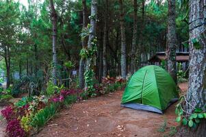 camping sol dans le pin forêt emplacement dans kebun rouge, est Java, Indonésie photo