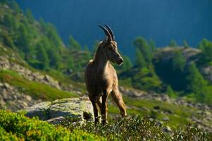 bouquetins, chererys, dans Argentière, Chamonix, haute savoie,france photo