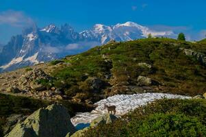 bouquetins, chererys, dans Argentière, Chamonix, haute savoie,france photo