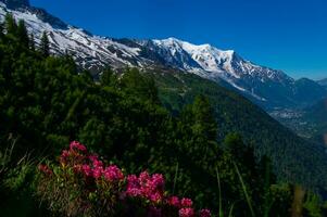 pecleret,arge,tiere, chamonix,haute savoie,france photo