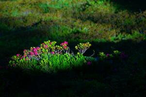 pecleret,arge,tiere, chamonix,haute savoie,france photo