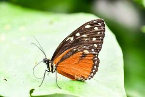 beau papillon en gros plan photo