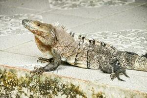 un iguane est séance sur une ciment sol photo