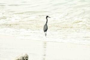 une oiseau permanent dans le l'eau sur le plage photo