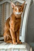 ped chat de abyssinien race est assis sur une chaise comme une statuette. le sien regard est dirigé à caméra. portrait photo