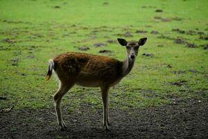 une groupe de sauvage cerf dans blavand Danemark photo