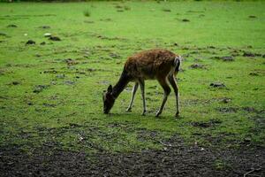 une groupe de sauvage cerf dans blavand Danemark photo