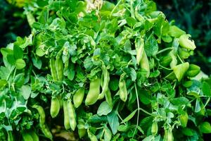 pois soupe fabriqué avec des légumes de le posséder jardin photo