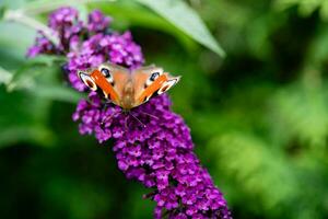 insectes sur le papillon buisson buddleja davidii photo