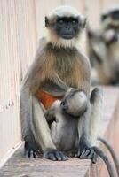 gris langur singe avec bébé photo
