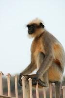 gris langur singe photo