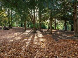 des bois dans l'automne avec déchue feuilles et ombres photo