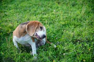une mignonne tricolore beagle chien scratch corps sur vert herbe Extérieur. photo