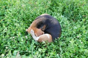 Haut vue coup ,un mignonne beagle chien scratch corps Extérieur sur le herbe champ. photo