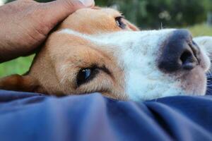 un adorable beagle chien en train de dormir sur le les propriétaires ventre. photo