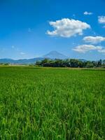 vert riz ferme paysage contre bleu ciel et montagnes photo