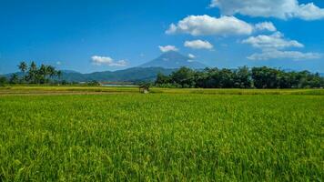 vert riz ferme paysage contre bleu ciel et montagnes photo