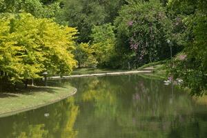 paysage Lac et vert des arbres beauté la nature dans jardin Bangkok Thaïlande photo