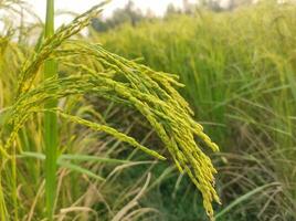 proche en haut de riz plante image photo