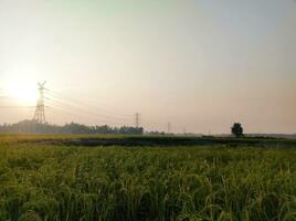 paddy des champs et électricité poteaux photo