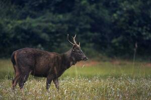 Masculin Sambar cerf dans Khao yai nationale parc Thaïlande photo