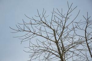 branches d'arbres contre le ciel photo