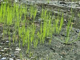 croissance herbe dans le jardin photo