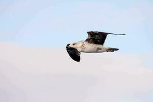 une mouette en volant dans le ciel avec une nuageux ciel photo